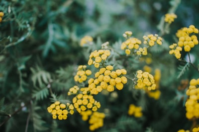 黄色花瓣花的选择性聚焦照片